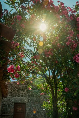 Close-up of a sunbeam passing through leafy shrub covered by colorful flowers with incredible beauty at Sortelha. One of the most astonishing and well preserved medieval villages in all Portugal.の写真素材