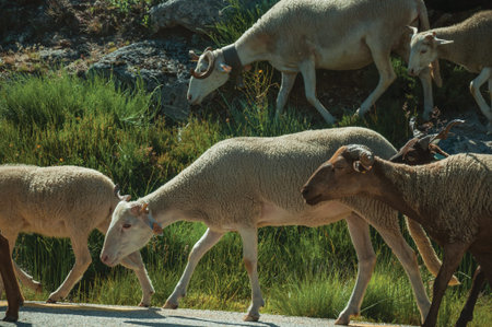 Flock of goats grazing on sward with bushes next to road in a rocky landscape, at the highlands of Serra da Estrela. The highest mountain range in continental Portugal, with astonishing scenery.の写真素材