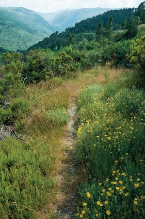 Pathway passing through hillside covered by flowered bushes and wooden valley, in a sunny day at Serra da Estrela. The highest mountain range in continental Portugal, with astonishing scenery.の写真素材
