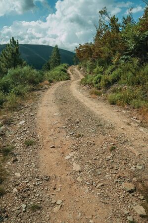 Dirt road passing through hilly terrain covered by bushes and trees, in a sunny day at the highlands of Serra da Estrela. The highest mountain range in continental Portugal, with astonishing scenery.の写真素材