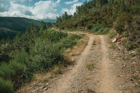 Dirt road passing through hilly terrain covered by bushes and trees, in a sunny day at the highlands...