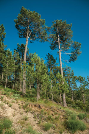 Green leafy trees and bushes going up the hill, in a sunny day at the highlands of Serra da Estrela....