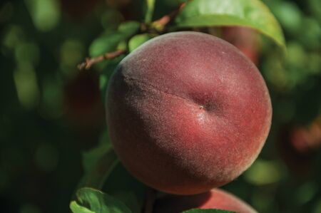 Close-up of red ripe peach stuck to leafy branch on a sunny day in a small farm near Belmonte. A cute small town, birthplace of the navigator Pedro Alvares Cabral, on eastern Portugal.の写真素材