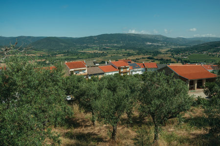 Rooftop of white houses among olive tree field on countryside landscape, in a sunny day near...