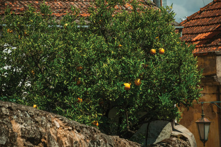 Orange tree laden with ripe fruits on a small courtyard behind a house wall in an alley of Belmonte. A cute small town, birthplace of the navigator Pedro Alvares Cabral, on eastern Portugal.の写真素材
