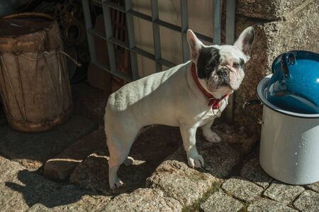 Close-up of friendly French Bulldog sitting in front of antique on deserted alley, in a sunny day at Guarda. This friendly and well-kept medieval town is the highest in the continental Portugal.の写真素材
