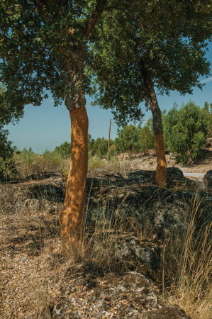 Countryside rocky terrain covered by dry brushwood and a few peeled cork trees, in a sunny day near Monsanto, considered one of the cutest and most peculiar historic village of Portugal.の写真素材
