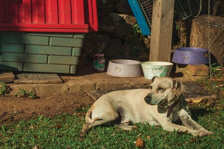 Cute labrador retriever breed dog sitting on green lawn, guarding a farm near Bento Goncalves. A friendly country town in southern Brazil famous for its wine production.の写真素材