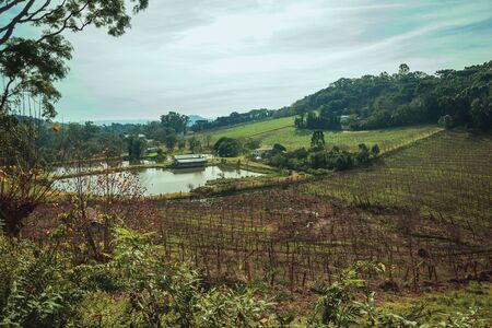 Bucolic rural landscape with vineyards going up the hill and woods in a cloudy day near Bento Goncalves. A friendly country town in southern Brazil famous for its wine production.の写真素材