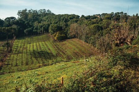 Bucolic rural landscape with vineyards going up the hill and woods in a cloudy day near Bento...