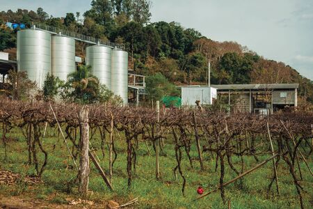 Landscape with trunks and vine branches in front of stainless steel storage tanks from a winery plant near Bento Goncalves. A friendly country town in southern Brazil famous for its wine production.の写真素材