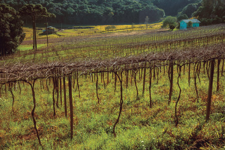 Rural landscape with leafless grapevines in a vineyard with farm house and wooded hills near Bento Goncalves. A friendly country town in southern Brazil famous for its wine production. Vintage filter.の写真素材
