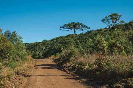 Dirt pathway passing through forest with pine trees in the Aparados da Serra National Park, near Cambara do Sul. A small country town in southern Brazil with amazing natural tourist attractions.の写真素材