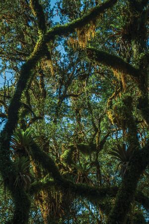 Tree branches covered by lichen and epiphytes amid lush forest in Aparados da Serra National Park near Cambara do Sul. A small country town in southern Brazil with amazing natural tourist attractions.の写真素材