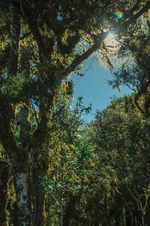 Tree branches covered by lichen and epiphytes amid lush forest in Aparados da Serra National Park near Cambara do Sul. A small country town in southern Brazil with amazing natural tourist attractions.の写真素材
