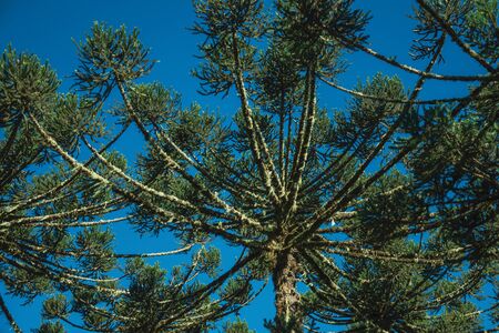 Pine treetops branches with typical needle-shaped leaves in the Aparados da Serra National Park near Cambara do Sul. A small country town in southern Brazil with amazing natural tourist attractions.の写真素材