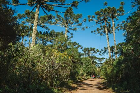People hiking on dirt pathway through forest with pine trees at Aparados da Serra National Park, near Cambara do Sul. A small country town in southern Brazil with amazing natural tourist attractions.の写真素材
