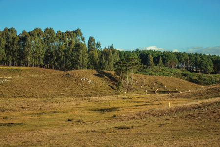 Landscape of rural lowlands called Pampas with dry bushes covering the hills, trees and sheep near...