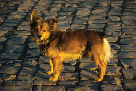 Cute mutt dog standing on stone paved alley at sunset in Cambara do Sul. A small country town in southern Brazil with amazing natural tourist attractions.の写真素材