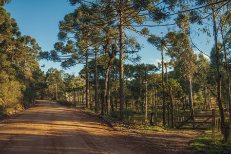 Dirt road passing aside another pathway with wooden farm gate and several trees at sunset near...