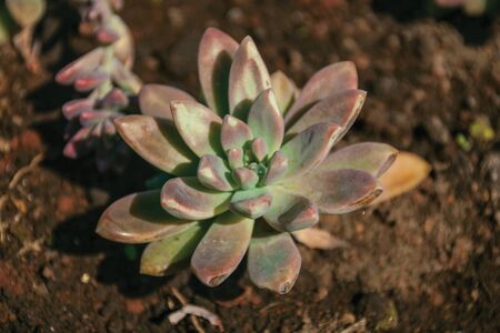 Lush succulent plant with thickened and fleshy leaves on a garden at the Sculpture Park Stones of Silence near Nova Petropolis. A lovely rural town founded by German immigrants in southern Brazil.の写真素材