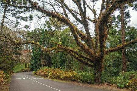 Gloomy deserted street with a leafy tree covered by lichens on cloudy day at Gramado. A cute...