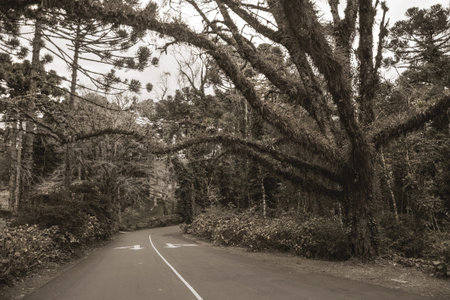 Gloomy deserted street with a leafy tree covered by lichens on cloudy day at Gramado. A cute...