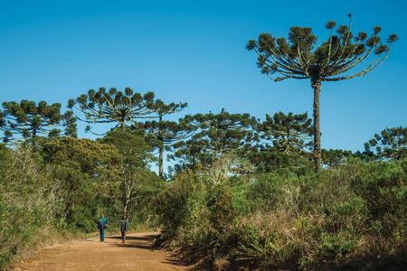 Cambara do Sul, Brazil - July 16, 2019. People hiking on pathway through forest at Aparados da Serra National Park, near Cambara do Sul. A small country town with amazing natural tourist attractions.のeditorial素材