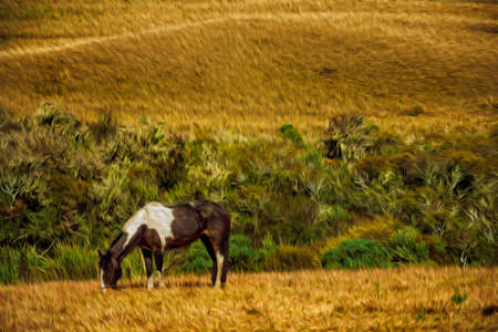 Horse grazing on landscape of rural lowlands called Pampas with dry bushes near Cambara do Sul. A small country town in southern Brazil with amazing natural tourist attractions. Oil Paint filter.のeditorial素材