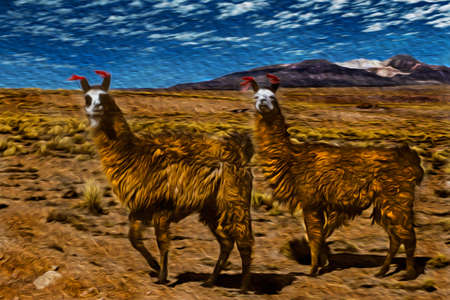 Several furry llamas grazing on dry landscape in the Andean highland of Bolivia. The highest region with the largest mountain range in the Americas. Oil paint filter.の写真素材