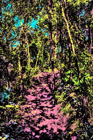 Dirt trail through a forest near Campos do Jordao, a city known for its mountain and hiking tourism...