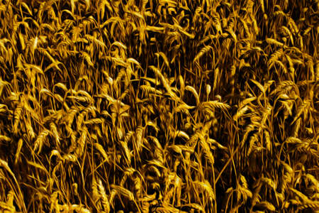 Close-up of golden ears of wheat on a field near Cambridge. A beautiful and peaceful university town in eastern England. Oil paint filter.の写真素材