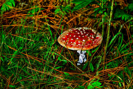Large red mushroom amidst a thicket in a forest from the Mantiqueira Ridge, in the Brazilian countryside. Oil Paint filter.の写真素材