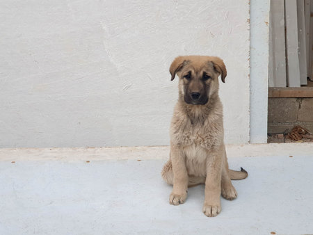 cute dog. front view