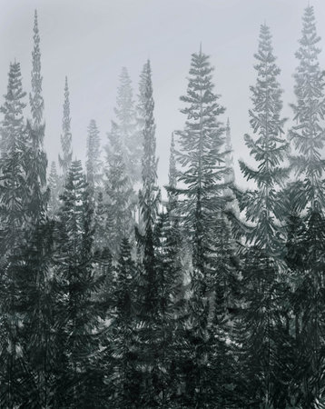 drawing of snowy black pine trees on mountain in fogの写真素材