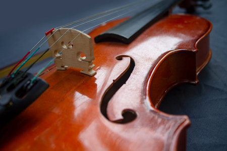 Violin isolated on white background. Texture background violin. Playing violin.