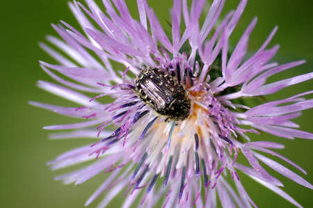 Flower with bugの写真素材