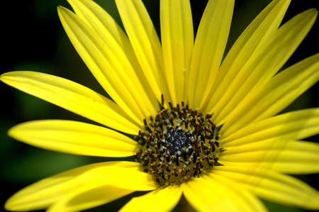 Yellow daisyの写真素材