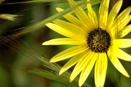 Daisy against blurred backgroundの写真素材