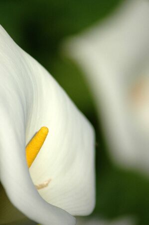 White flower against blurred backgroundの写真素材