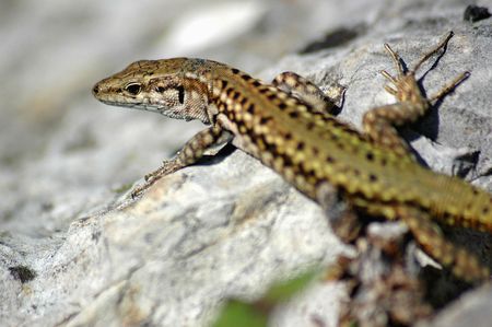 Geckoの写真素材