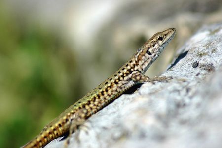 Geckoの写真素材