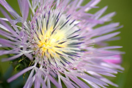 Flower close-up against blurred backgroundの写真素材