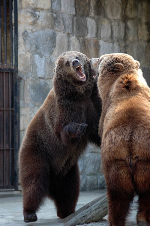 Two bears fightingの写真素材