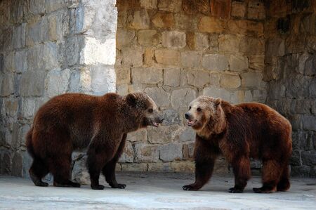Two grizzly bearsの写真素材
