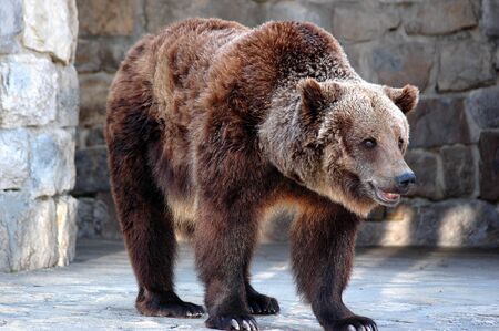 Grizzly bearの写真素材