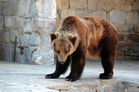 Grizzly bearの写真素材