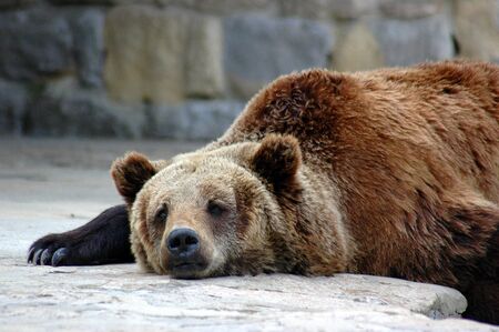 Grizzly bearの写真素材