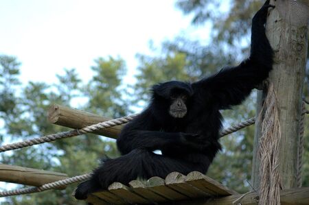 Black monkeyの写真素材