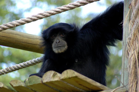 Black monkeyの写真素材